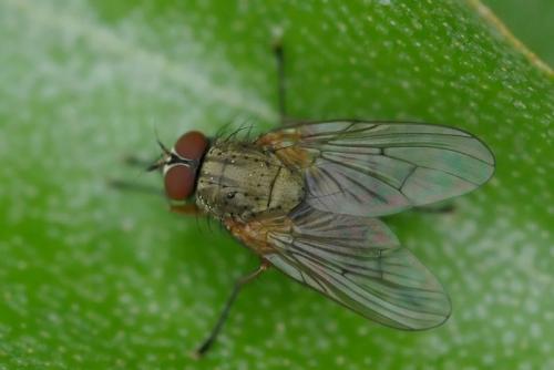 Helina sp.