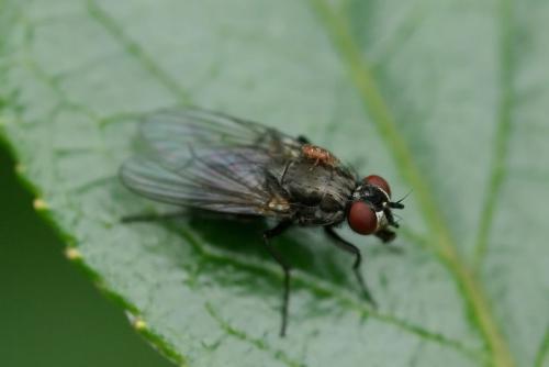 Réf. 38 962 : Hydrotaea sp.