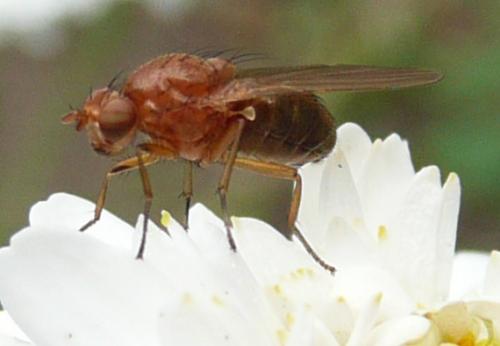 Sapromyza sp.
