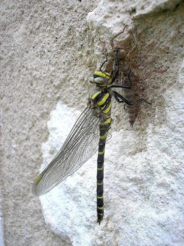Cordulegaster boltonii