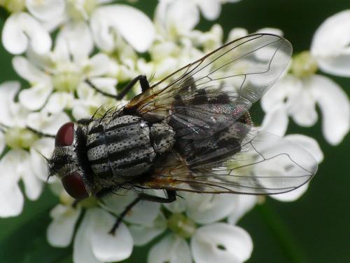 Réf. 38 877 : Musca autumnalis