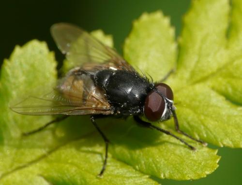 Réf. 38 881 : Musca autumnalis