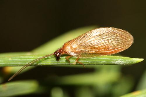 Hemerobius nitidulus