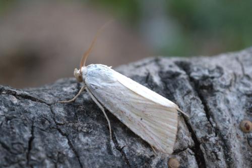 Eublemma ostrina