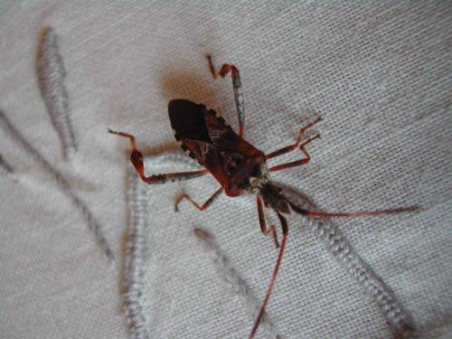 Leptoglossus occidentalis