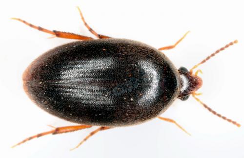 Nycteus meridionalis