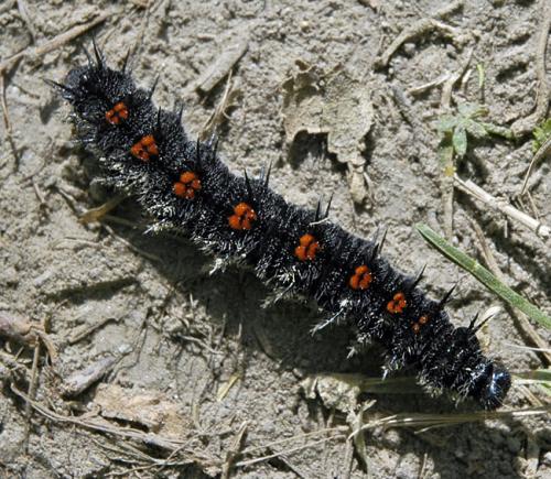 Nymphalis antiopa