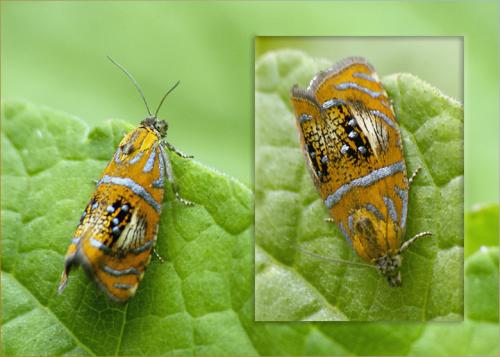 Réf. 38 609 : Olethreutes arcuella