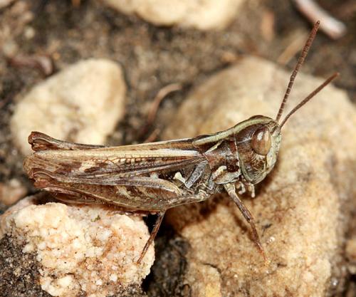 Réf. 38 555 : Omocestus petraeus