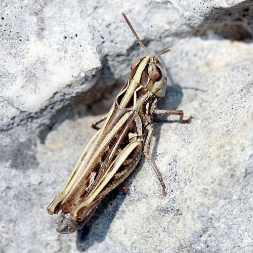 Réf. 38 761 : Omocestus petraeus