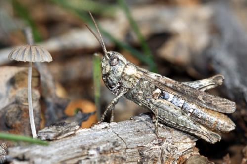 Chorthippus sp.