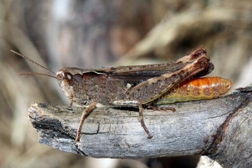 Réf. 38 062 : Chorthippus vagans vagans