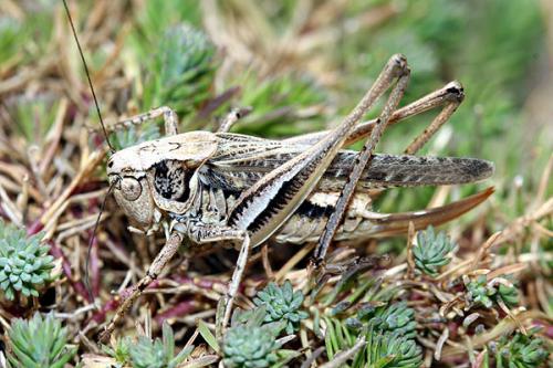 Réf. 38 306 : Platycleis albopunctata