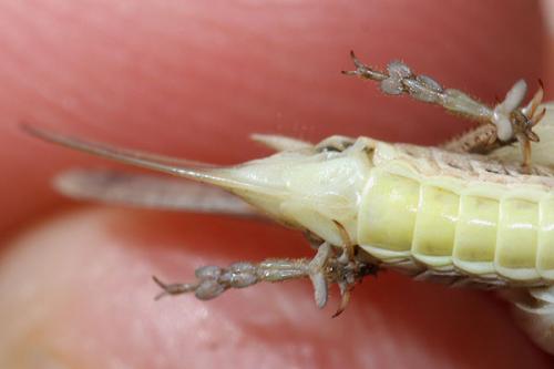 Platycleis albopunctata albopunctata
