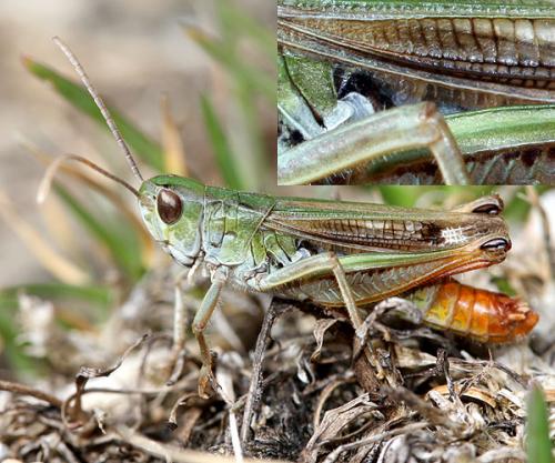 Réf. 38 308 : Stenobothrus nigromaculatus nigromaculatus