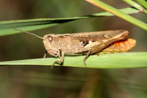 Réf. 38 309 : Chorthippus vagans vagans