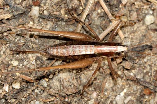 Réf. 38 374 : Yersinella raymondii