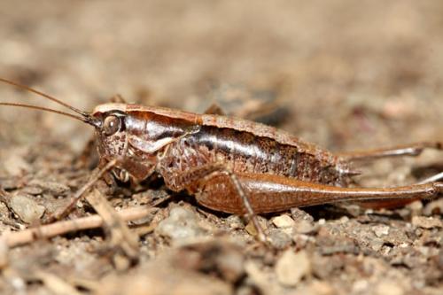 Réf. 38 375 : Yersinella raymondii