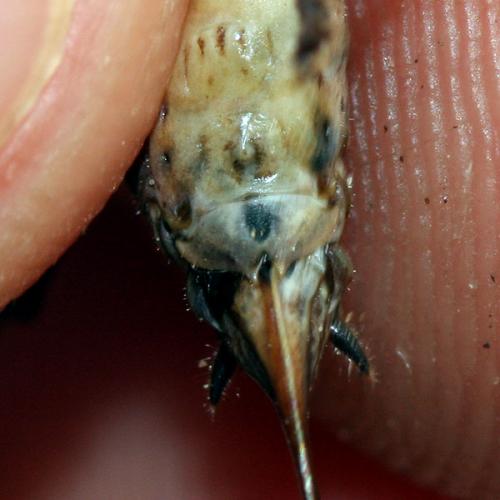 Yersinella raymondii