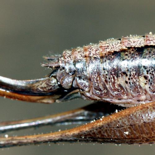Yersinella raymondii
