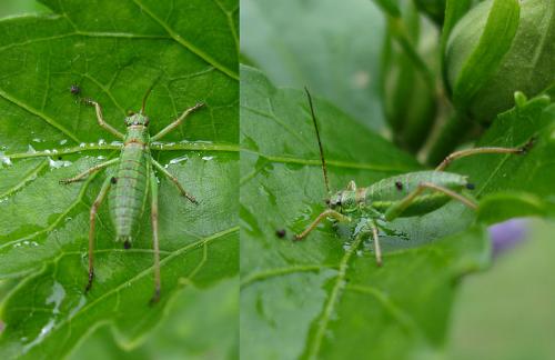 Réf. 38 699 : Ephippiger diurnus