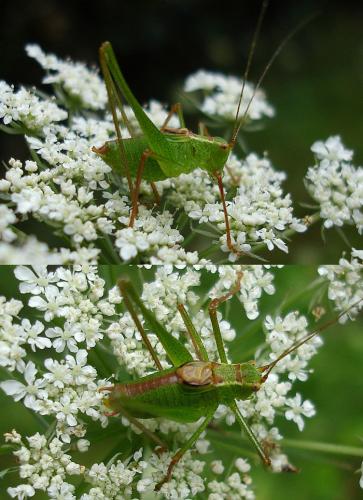Leptophyes punctatissima