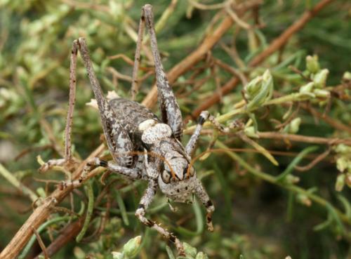 Antaxius pedestris pedestris