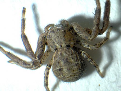 Réf. 38 845 : Xysticus sp.