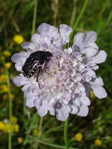 Oxythyrea funesta