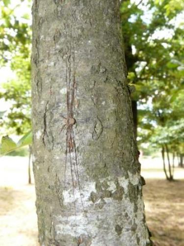 Dicranopalpus ramosus