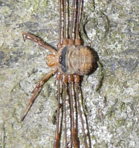 Dicranopalpus ramosus