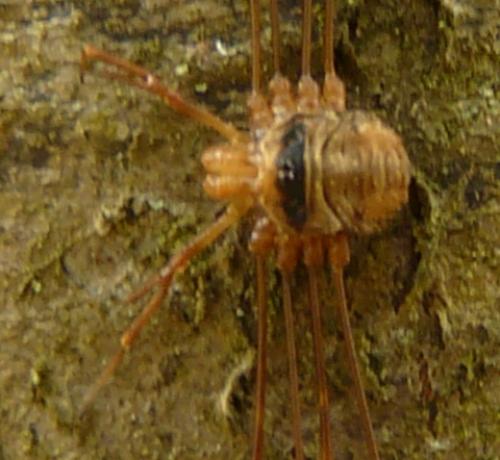 Dicranopalpus ramosus