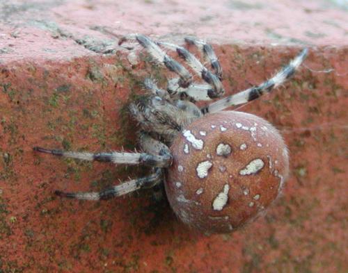 Araneus quadratus