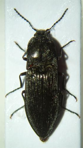 Réf. 38 561 : Paraphotistus impressus