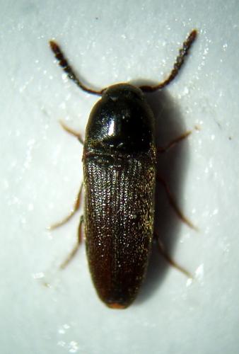 Réf. 38 563 : Hylis olexai