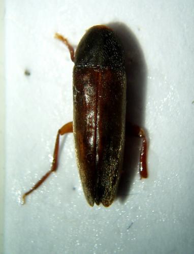Réf. 38 564 : Phloiotrya rufipes