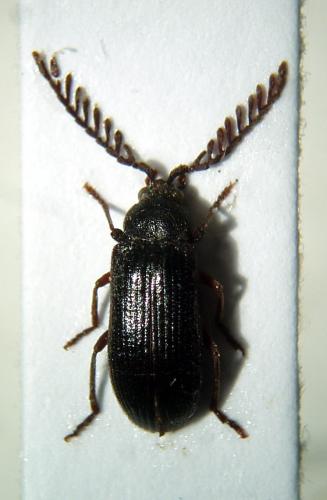 Cerophytum elateroides