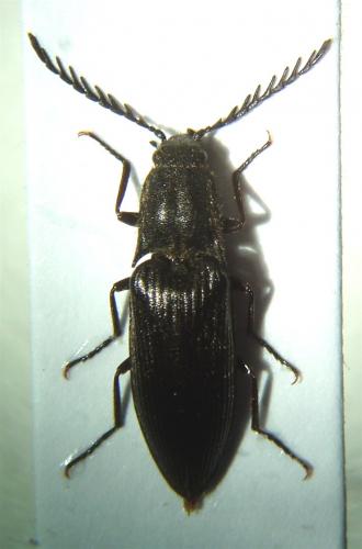 Ctenicera cuprea