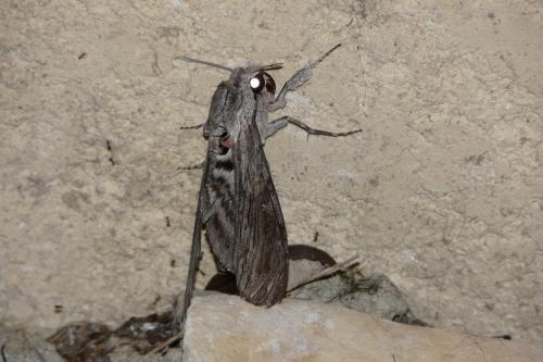 Réf. 38 451 : Agrius convolvuli