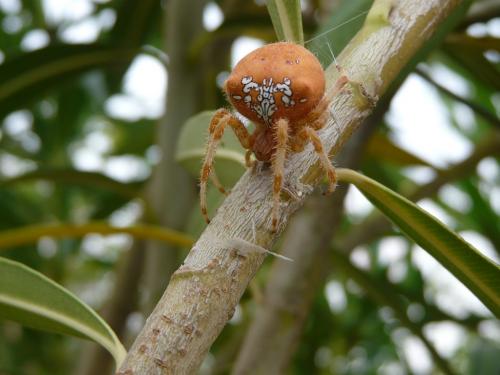 Réf. 38 450 : Araneus pallidus