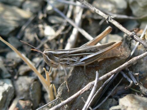 Euchorthippus chopardi