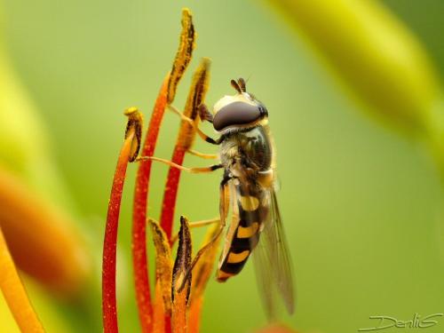 Eupeodes luniger