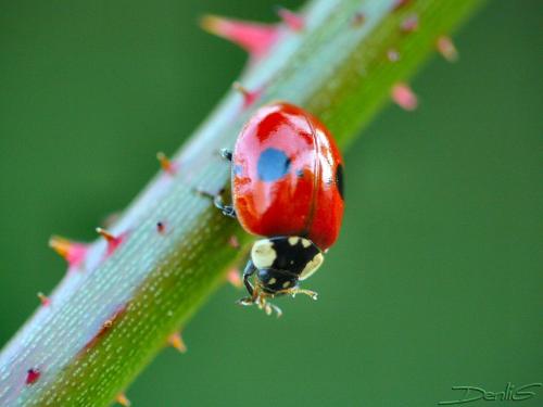 Adalia bipunctata bipunctata