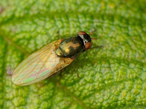Calliopum sp.