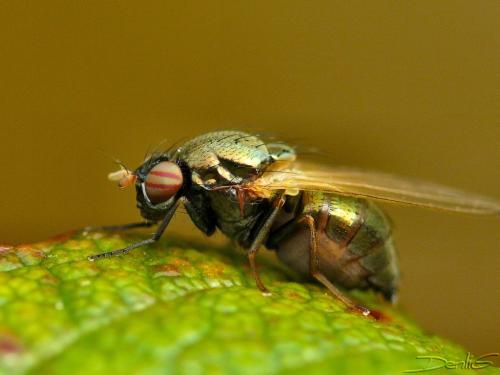 Calliopum sp.