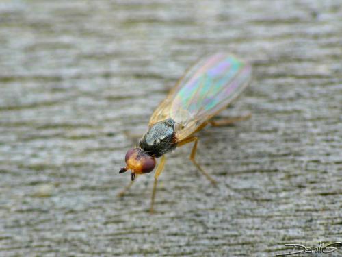 Chamaepsila sp.