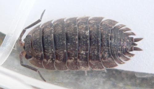 Porcellio scaber