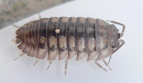 Réf. 38 720 : Armadillidium nasatum