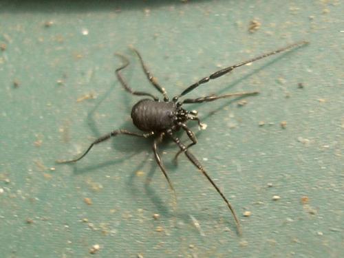 Nemastoma dentigerum