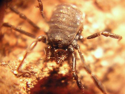Nemastoma dentigerum